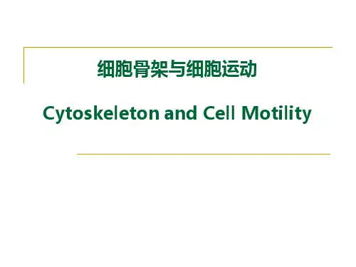 细胞骨架与细胞运动