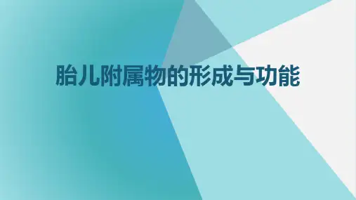胎儿附属物