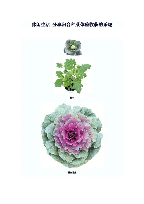休闲生活 分享阳台种菜体验收获的乐趣