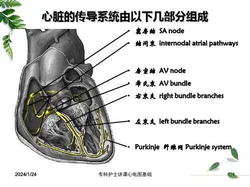 专科护士讲课心电图基础课件