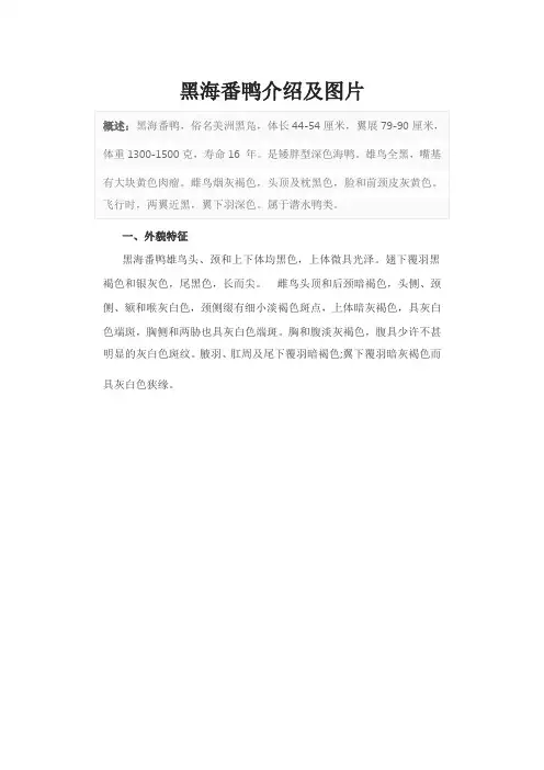 黑海番鸭介绍及图片