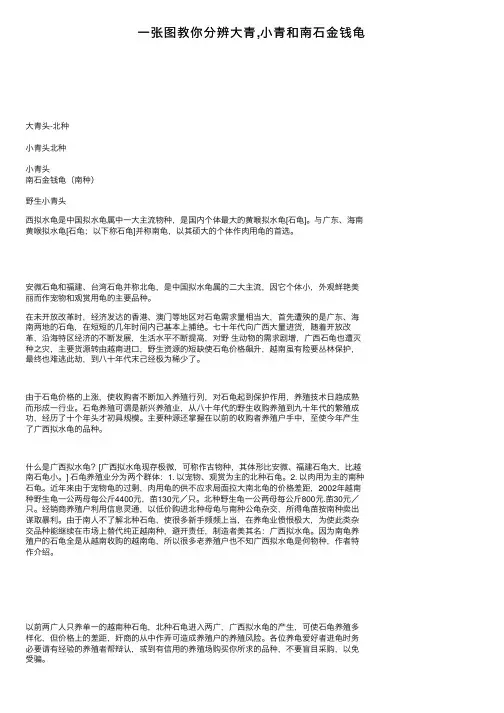 一张图教你分辨大青,小青和南石金钱龟