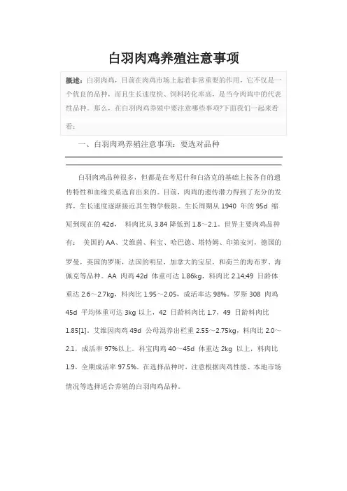 白羽肉鸡养殖注意事项