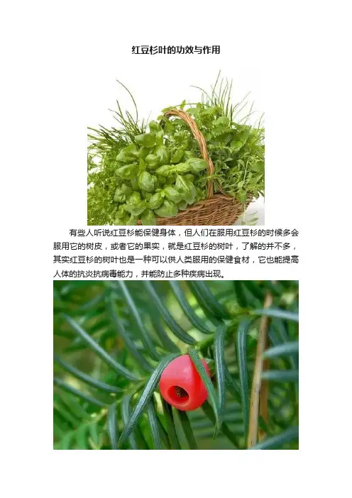 红豆杉叶的功效与作用