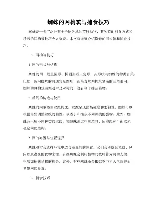 蜘蛛的网构筑与捕食技巧