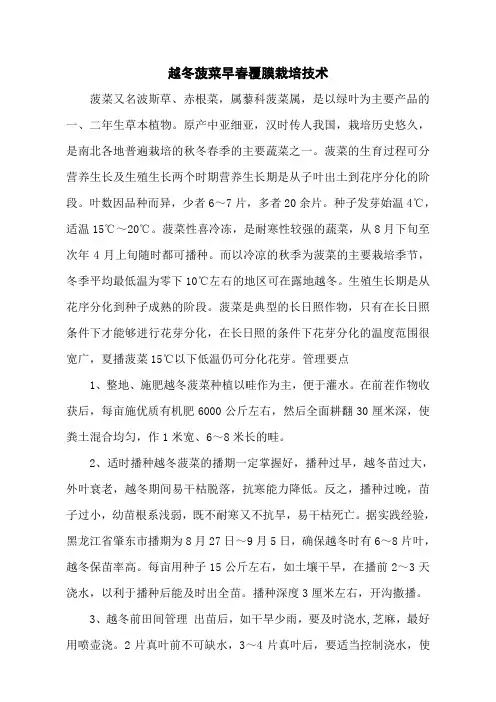 越冬菠菜早春覆膜栽培技术