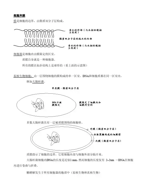 cellmembrane