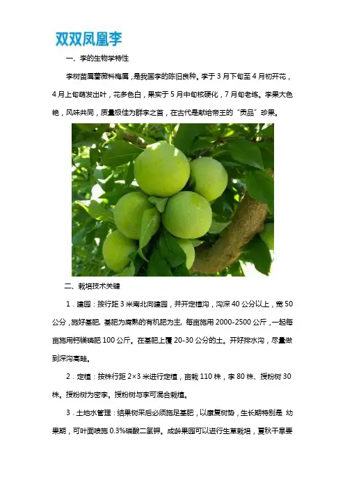 李子苗种植的基本步骤