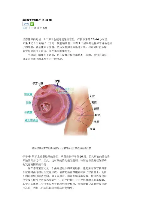 胎儿发育过程图片