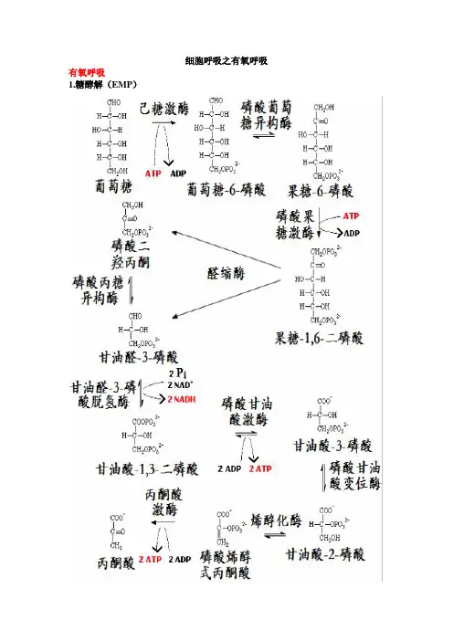 细胞呼吸之有氧呼吸