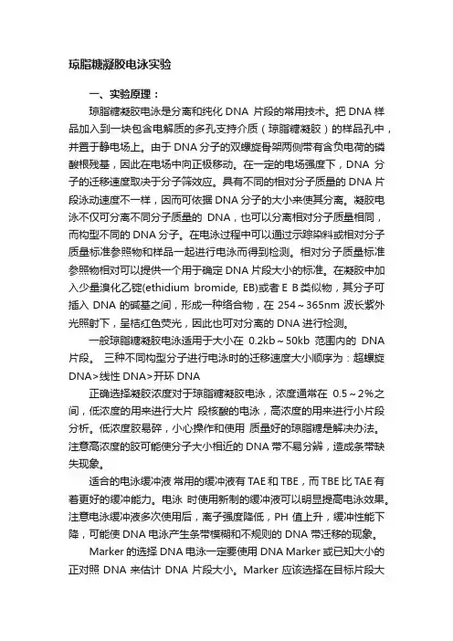 琼脂糖凝胶电泳实验