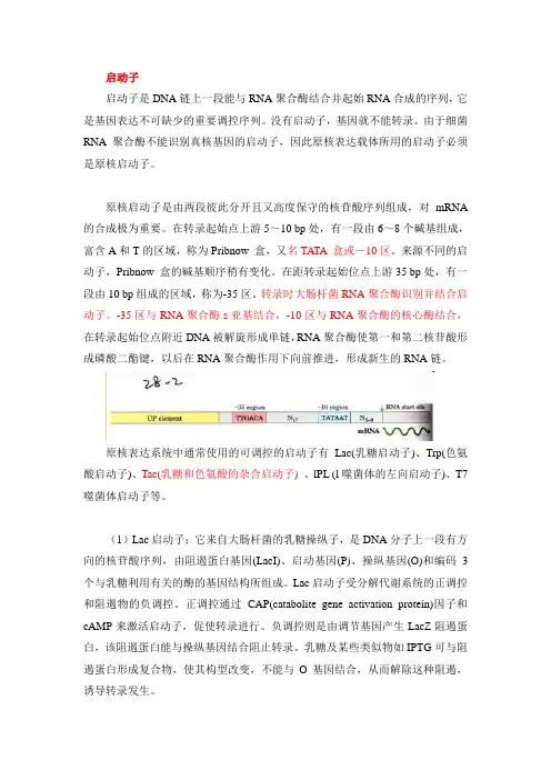 启动子