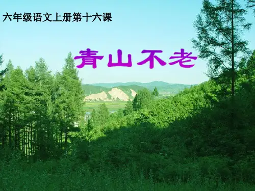 青山不老教学课件人教版语文六年级上册第16课
