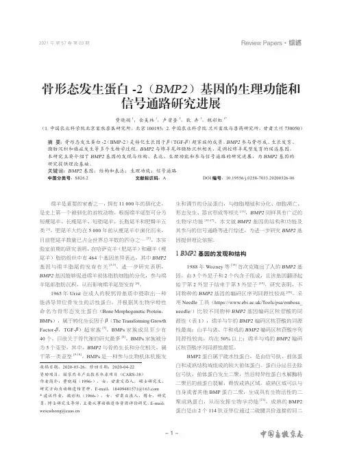 骨形态发生蛋白-2(BMP2)基因的生理功能和信号通路研究进展