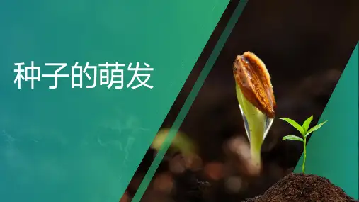 4.1.4 种子的萌发第一课时课件(共26张PPT)济南版生物八年级上册