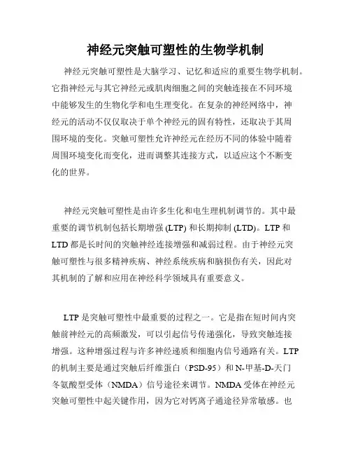 神经元突触可塑性的生物学机制