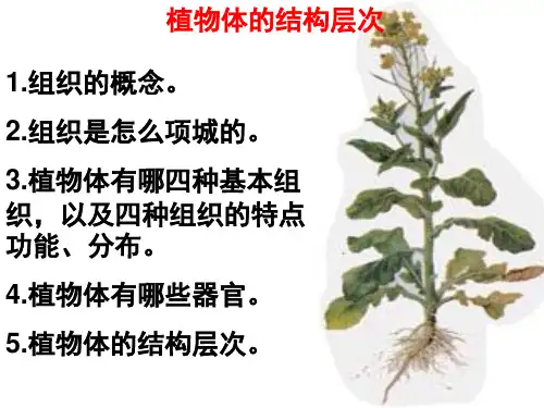植物的结构层次