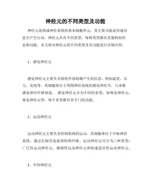 神经元的不同类型及功能