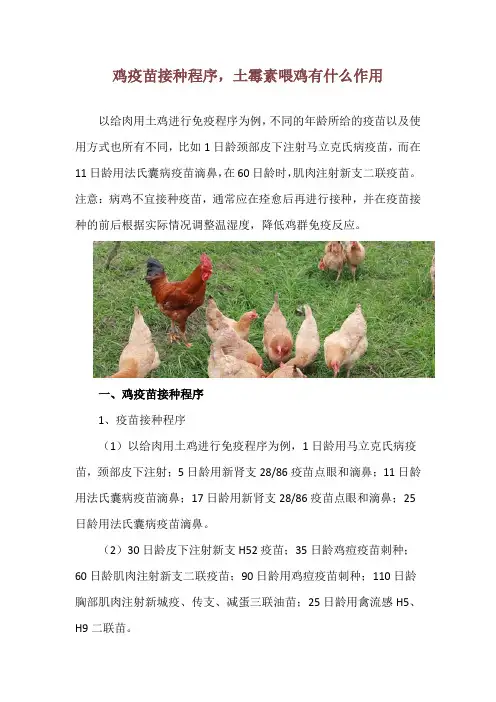 鸡疫苗接种程序,土霉素喂鸡有什么作用
