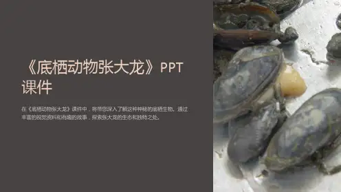 《底栖动物张大龙》课件