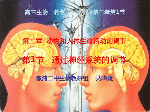 高三一轮复习通过神经系统的调节
