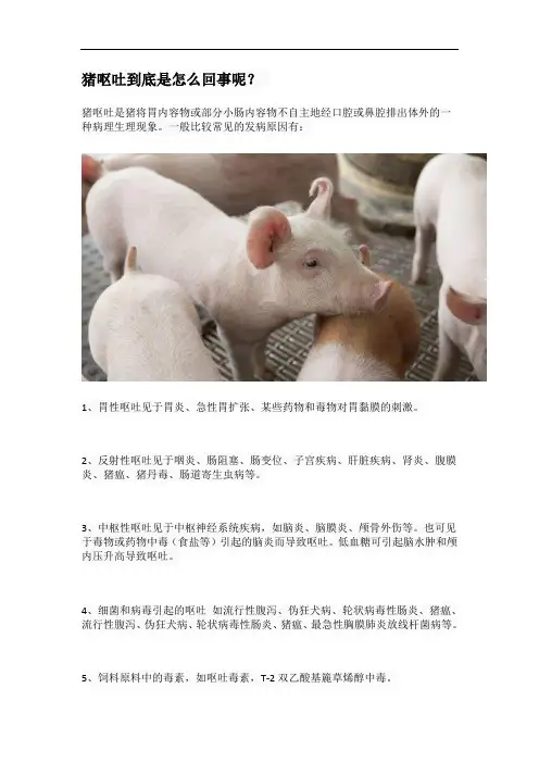 猪呕吐到底是怎么回事呢