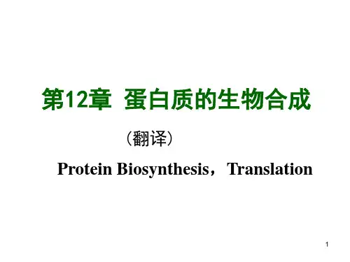 第十三蛋白质的生物合成