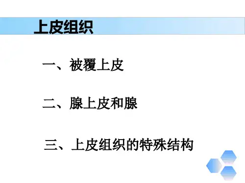 解剖学基础第三章《基本组织—上皮组织》PPT课件