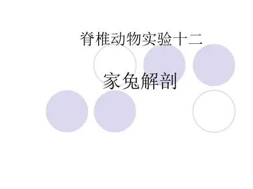 家兔解剖