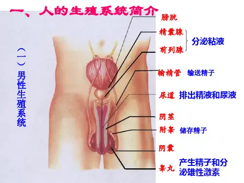 初中生物总复习 人体