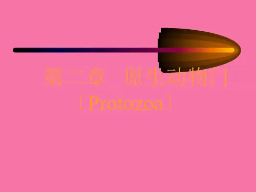 《原生动物门》ppt课件