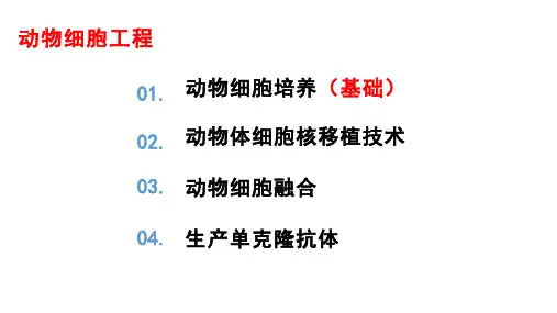 【课件】动物细胞培养和核移植技术课件2022-2023学年高二下学期生物人教版选修3