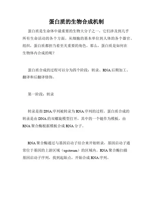 蛋白质的生物合成机制
