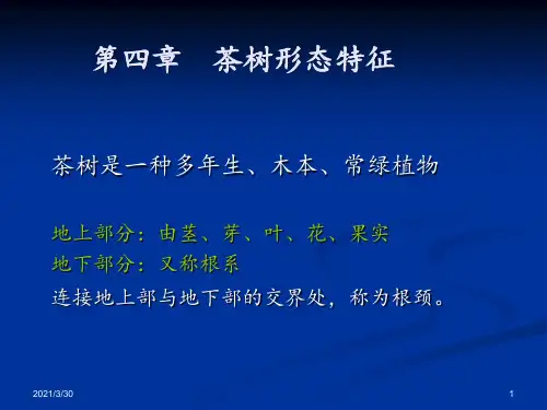茶树形态特征 ppt课件