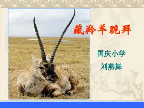 藏羚羊跪拜课件