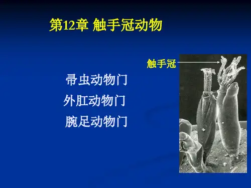第12章 触手冠动物