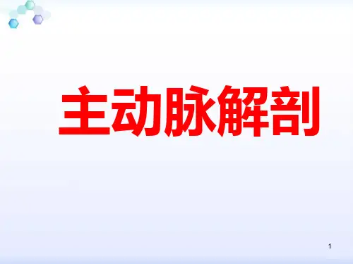 主动脉的解剖ppt课件