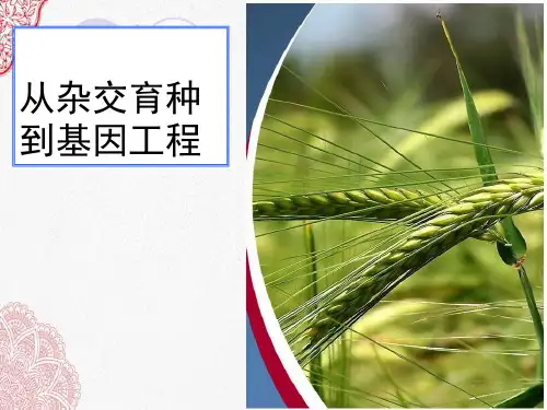 新版人教版高中生物《杂交育种与诱变育种》(共18张PPT)学习演示PPT课件