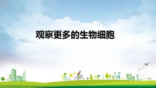 六年级科学上册微小世界1.5观察更多的生物细胞优盐件教科版