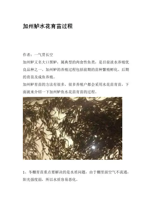 加州鲈水花育苗过程