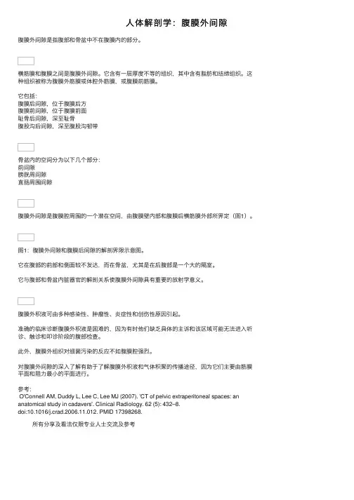人体解剖学：腹膜外间隙