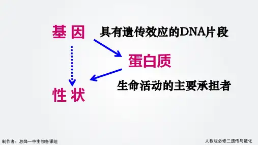 人教版必修二4.1节基因指导蛋白质合成(共33张PPT)