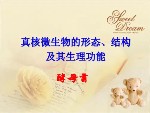 真核微生物：酵母菌
