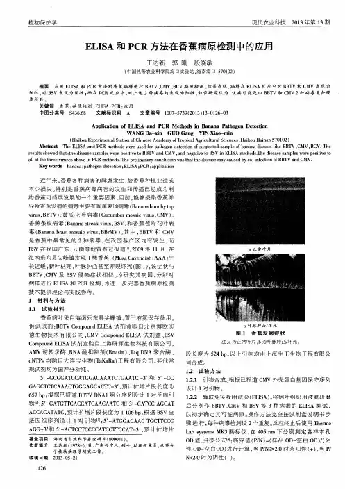 ELISA和PCR方法在香蕉病原检测中的应用
