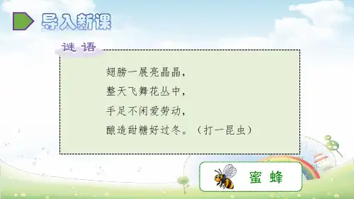 《蜜蜂》实用PPT3