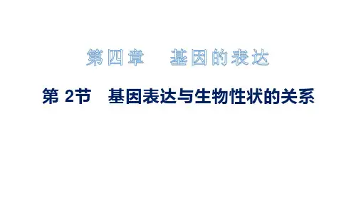 基因表达与生物性状的关系(课件)