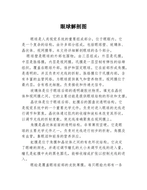 眼球解剖图