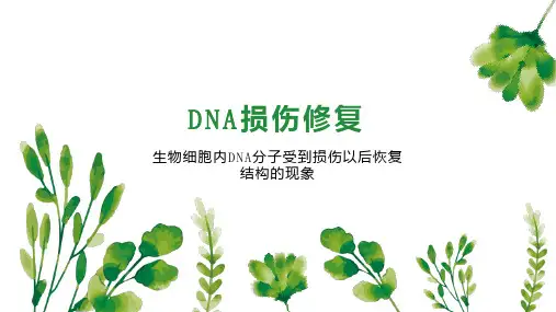 DNA损伤修复