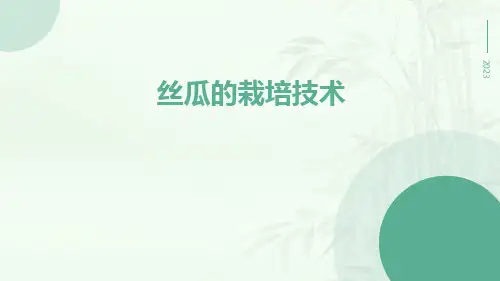 丝瓜的栽培技术
