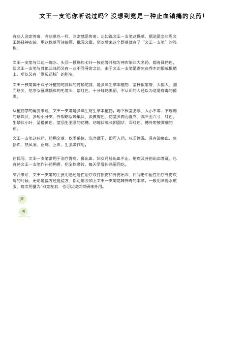 文王一支笔你听说过吗？没想到竟是一种止血镇痛的良药！